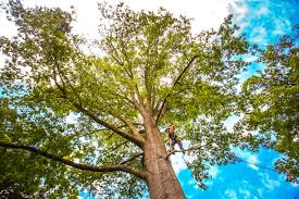 Best Storm Damage Tree Cleanup  in Belmont, PA